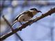 Grey-headed Batis (Batis orientalis) - Female