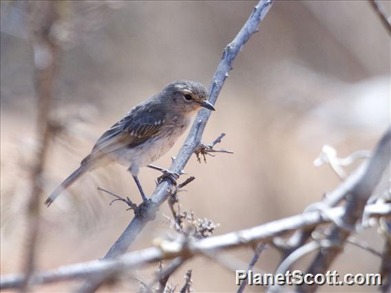 Grayish Flycatcher (Bradornis microrhynchus)