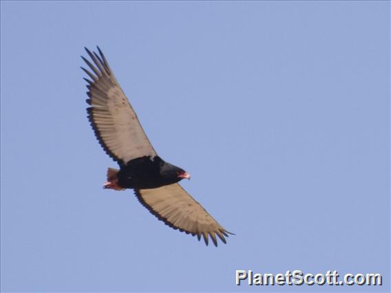 Bateleur (Terathopius ecaudatus)