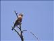 Broad-billed Roller (Eurystomus glaucurus)