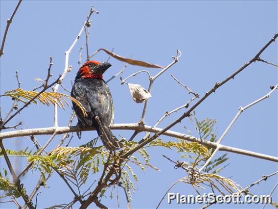 Black-billed Barbet (Lybius guifsobalito)