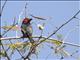 Black-billed Barbet (Lybius guifsobalito)