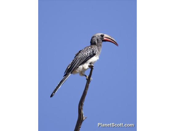 Hemprich's Hornbill (Lophoceros hemprichii)