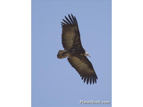 Hooded Vulture (Necrosyrtes monachus)