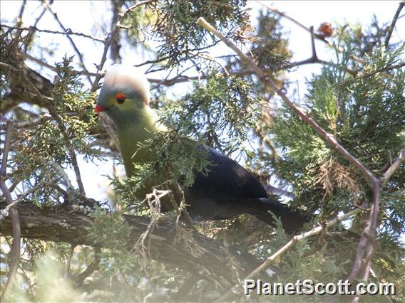 Prince Ruspoli's Turaco (Menelikornis ruspolii)