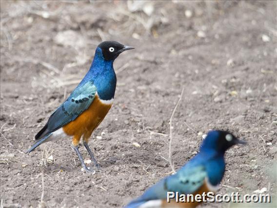 Superb Starling (Lamprotornis superbus)