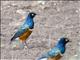 Superb Starling (Lamprotornis superbus)