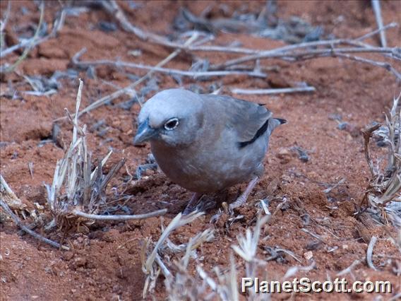 Gray-headed Social-Weaver (Pseudonigrita arnaudi)