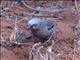 Grey-headed Social-Weaver (Pseudonigrita arnaudi)