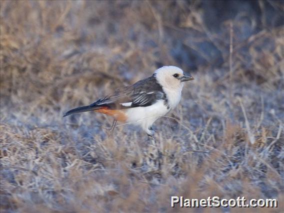 White-headed Buffalo-Weaver (Dinemellia dinemelli)