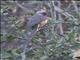 Speckled Mousebird (Colius striatus)