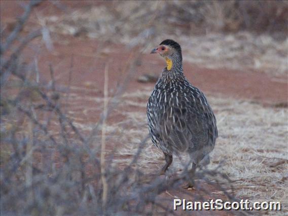 Yellow-necked Francolin (Pternistis leucoscepus)