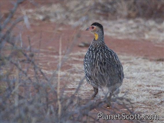 Yellow-necked Spurfowl (Pternistis leucoscepus)
