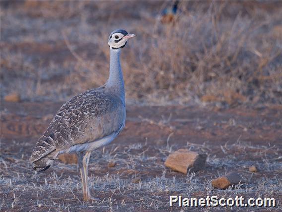 White-bellied Bustard (Eupodotis senegalensis)