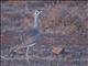 White-bellied Bustard (Eupodotis senegalensis)