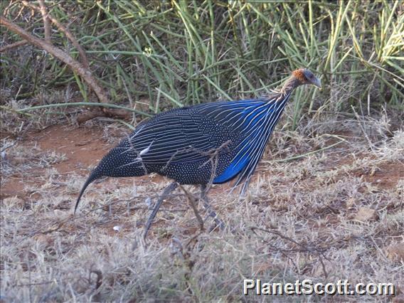 Vulturine Guineafowl (Acryllium vulturinum)