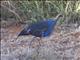 Vulturine Guineafowl (Acryllium vulturinum)