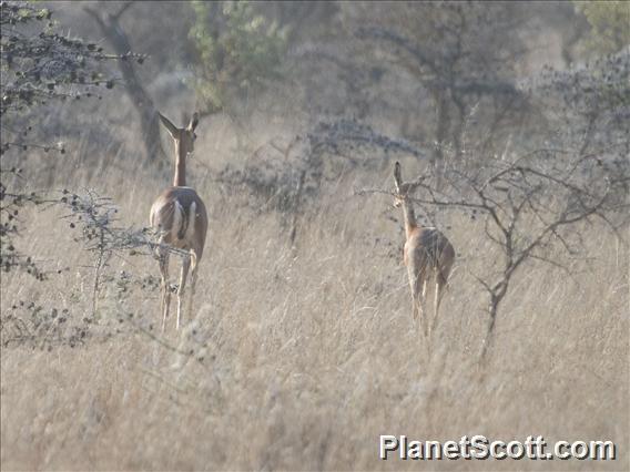 Gerenuk (Litocranius walleri)