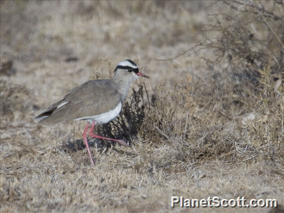 Crowned Lapwing (Vanellus coronatus)