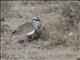 Crowned Lapwing (Vanellus coronatus)