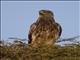 Tawny Eagle (Aquila rapax)