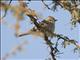 Large Flycatcher (Bradornis microrhynchus)