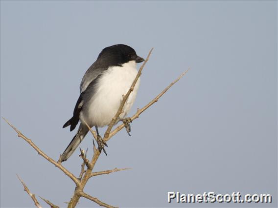 Somali Fiscal (Lanius somalicus)