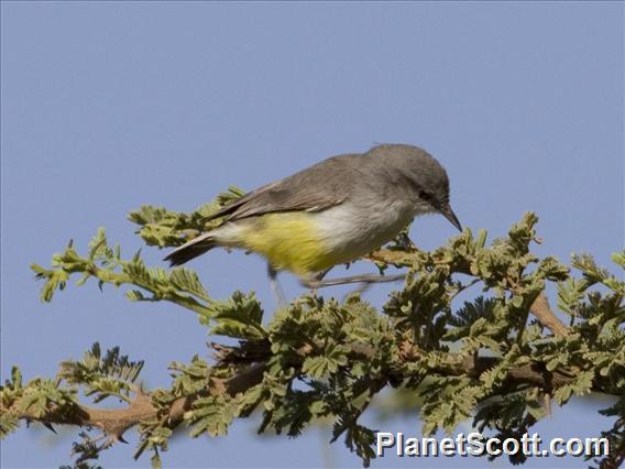 Yellow-bellied Eremomela (Eremomela icteropygialis)