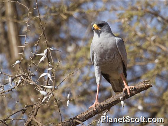 Eastern Chanting-Goshawk (Melierax poliopterus)