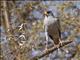 Eastern Chanting-Goshawk (Melierax poliopterus)