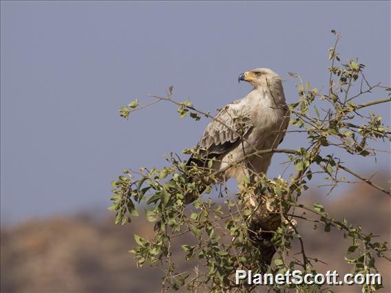 Tawny Eagle (Aquila rapax)