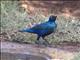 Greater Blue-eared Glossy-Starling (Lamprotornis chalybaeus)