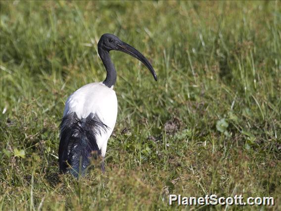 Sacred Ibis (Threskiornis aethiopicus)