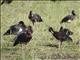 Spur-winged Goose (Plectropterus gambensis)