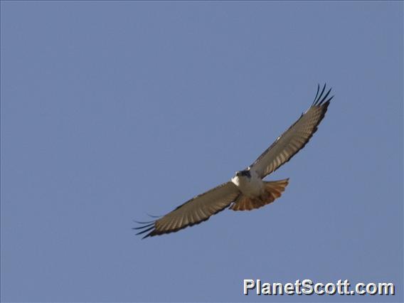 Augur Buzzard (Buteo augur)