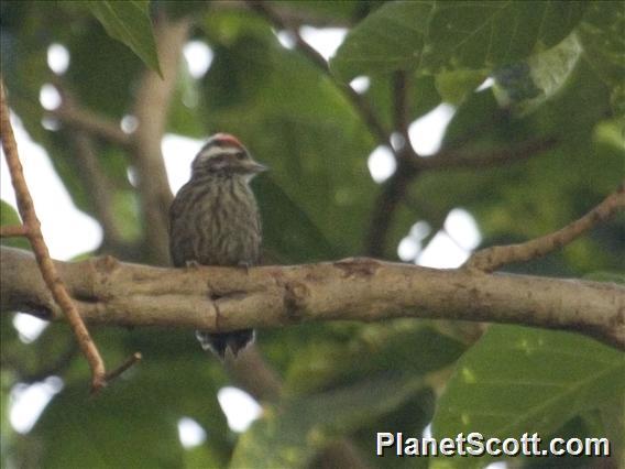 Abyssinian Woodpecker (Dendropicos abyssinicus)