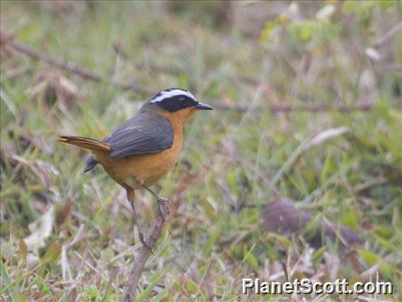 White-browed Robin-Chat (Cossypha heuglini)