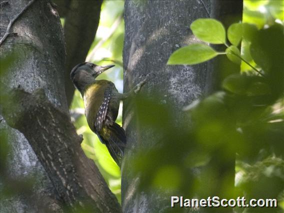 Gray-faced Woodpecker (Picus canus)