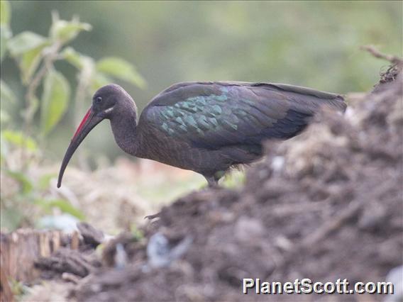 Hadada Ibis (Bostrychia hagedash)