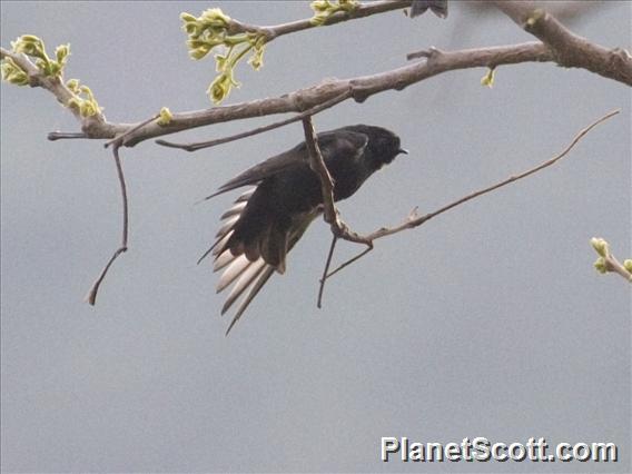 Black Sawwing (Psalidoprocne pristoptera )