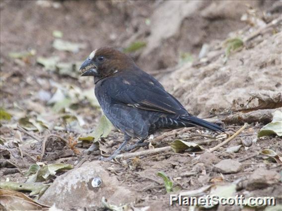 Grosbeak Weaver (Amblyospiza albifrons)