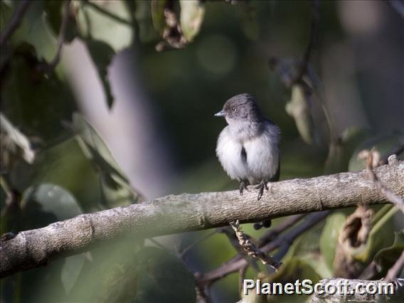 Abyssinian Slaty-Flycatcher (Melaenornis chocolatinus)