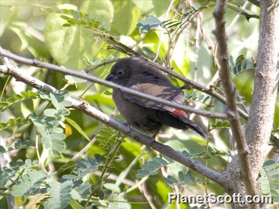 African Firefinch (Lagonosticta rubricata)