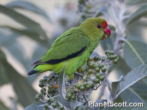 Black-winged Lovebird (Agapornis taranta)