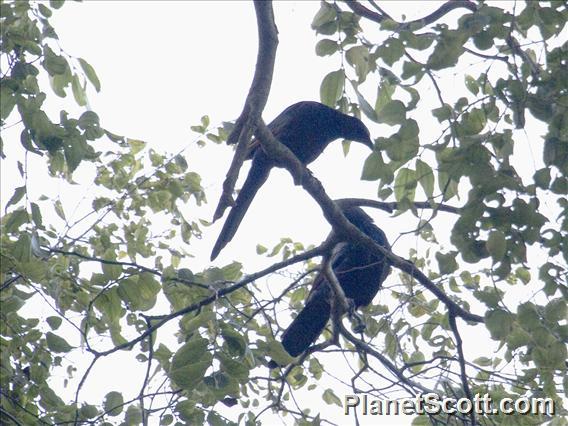 Slender-billed Starling (Onychognathus tenuirostris)