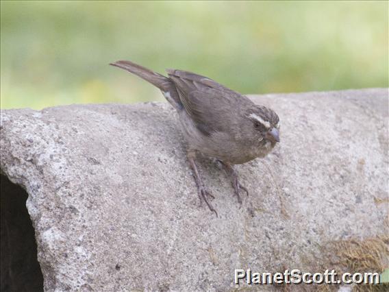 Brown-rumped Seedeater (Crithagra tristriata)