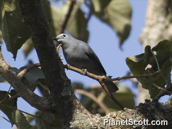 Gray Cuckooshrike (Ceblepyris caesius)