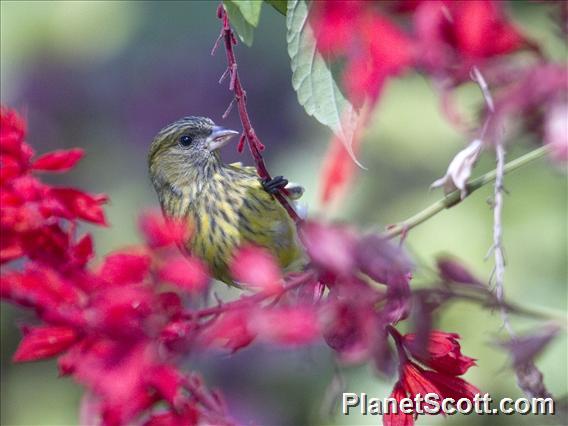 African Citril (Crithagra citrinelloides)