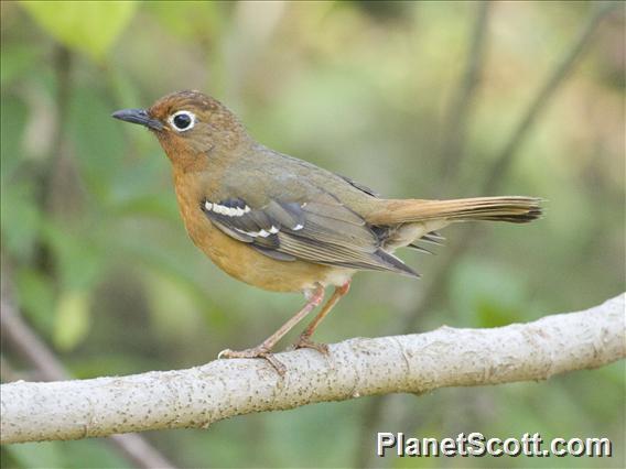 Abyssinian Ground-Thrush (Geokichla piaggiae)