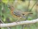 Abyssinian Ground-Thrush (Geokichla piaggiae)